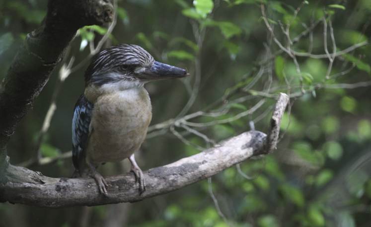 A bird on a branch
Description automatically generated
